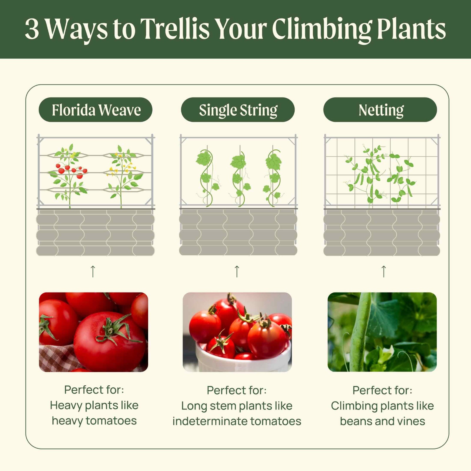 single plant trellis Metal Frame String Trellis, 6.5'