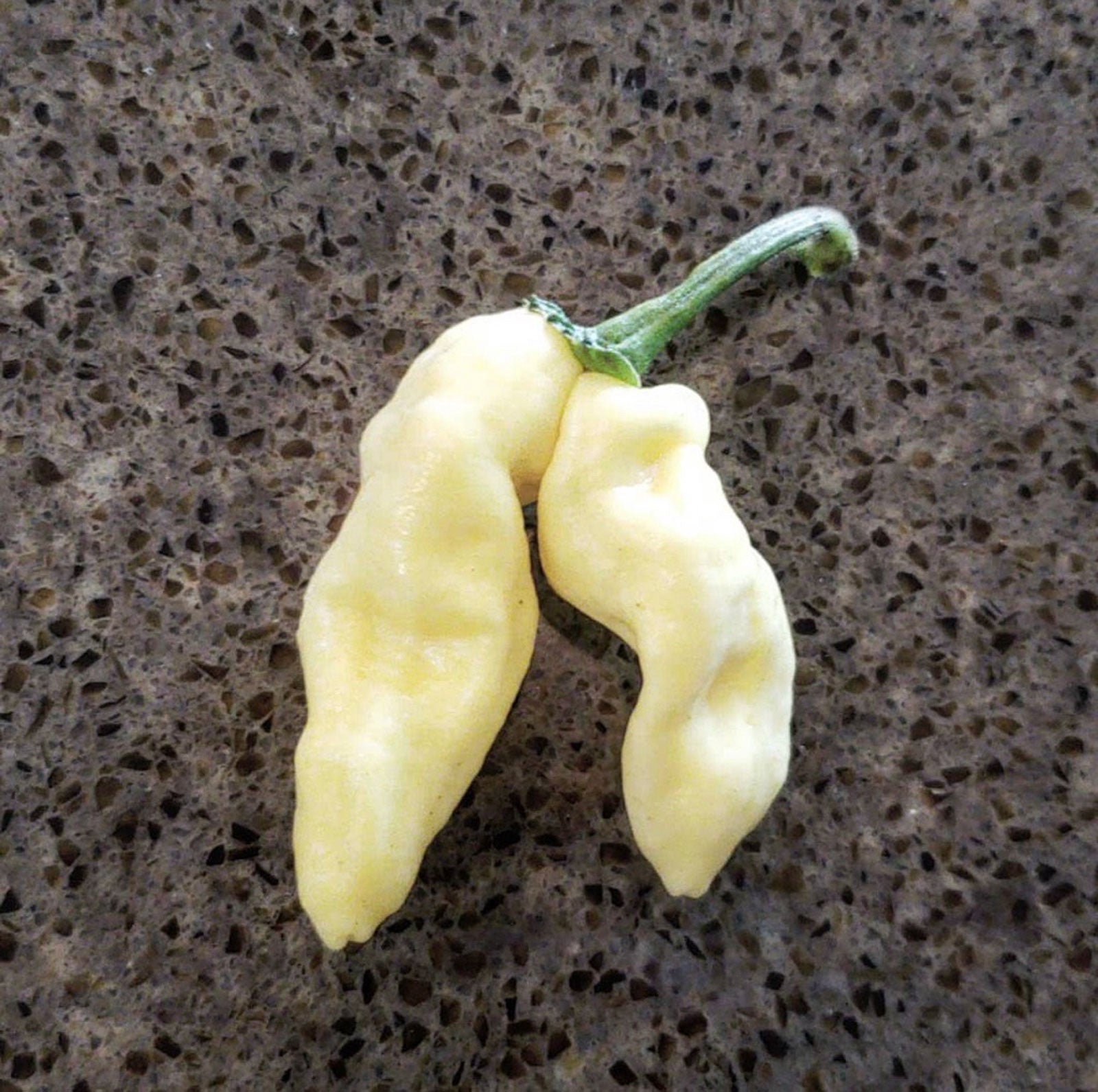 White Devils Tongue Pepper Seeds