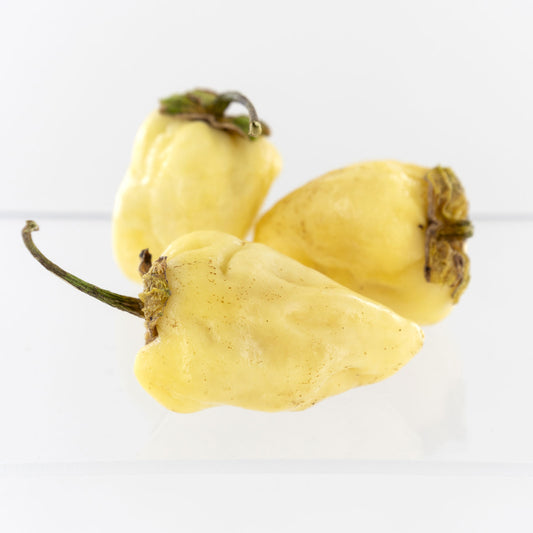 Semillas de pimiento chicle blanco (sin aislar) en maceta de 7 unidades