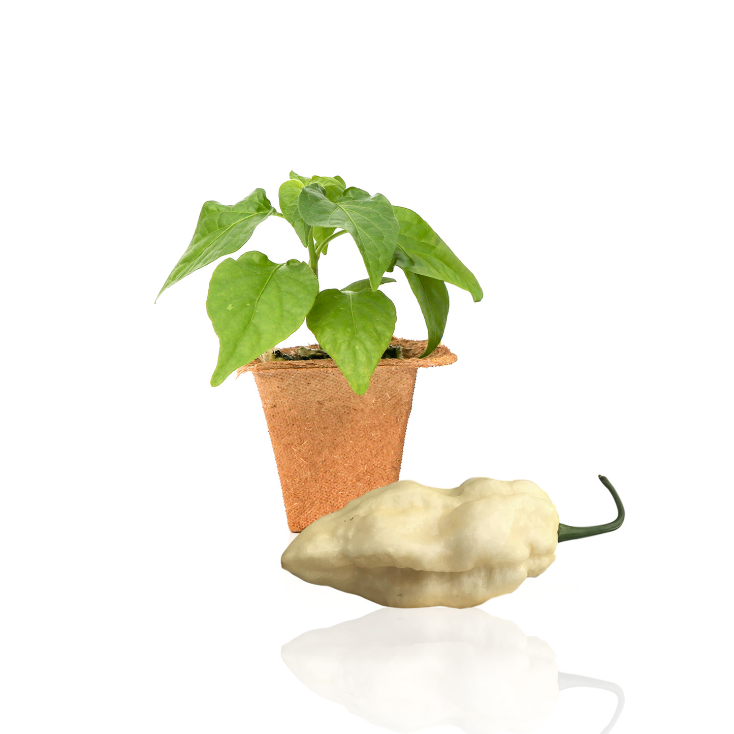 White Ghost Pepper Plants
