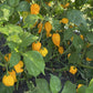 Yellow Fever Pepper Plant