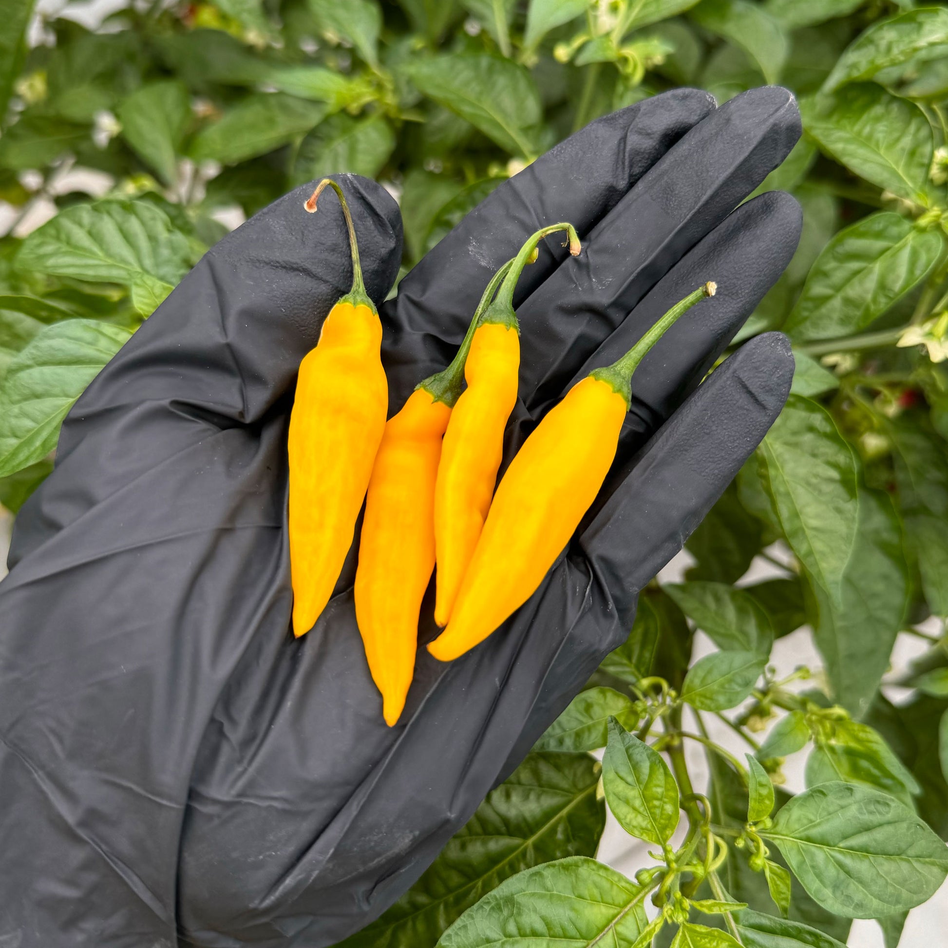 Lemon Drop Pepper Seeds