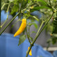 Lemon Drop Pepper Seeds