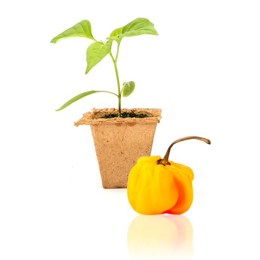 Yellow Scotch Bonnet Pepper Plants