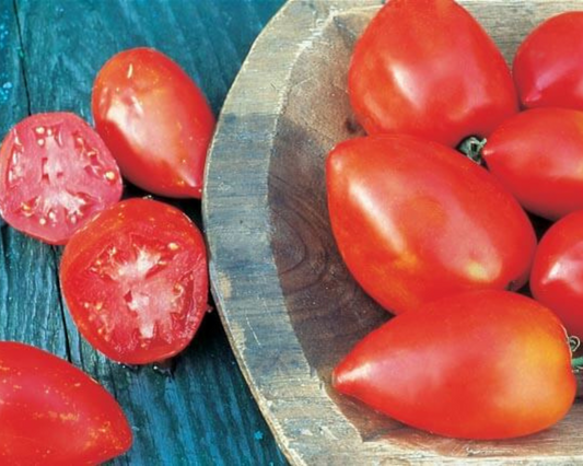 Semillas de tomate en pasta Amish