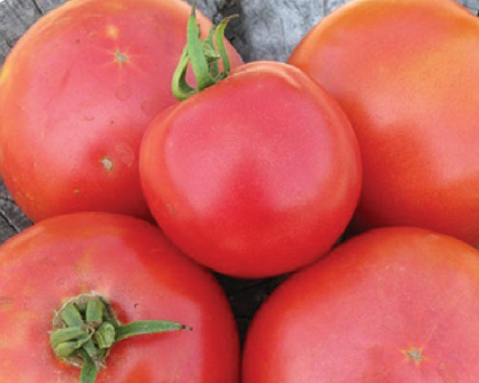 Semillas de tomate Arkansas Traveler