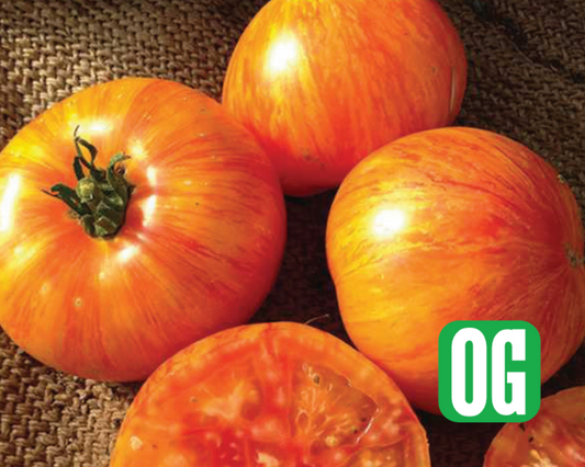 Semillas de tomate Beauty King