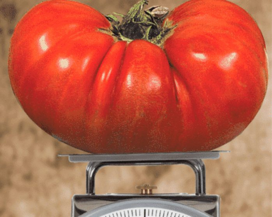 Semillas de tomate híbrido Big Zac™