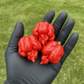 Butch T Trinidad Scorpion - three peppers in black gloved hand used to display pepper seeds for sale