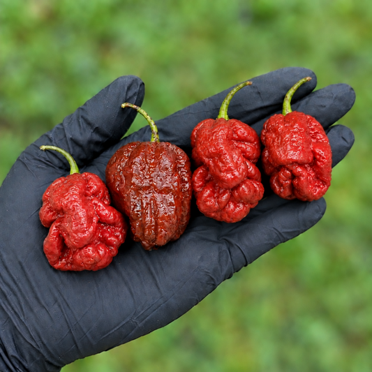 C3PO lineup of peppers in black gloved hand used to display pepper seeds for sale