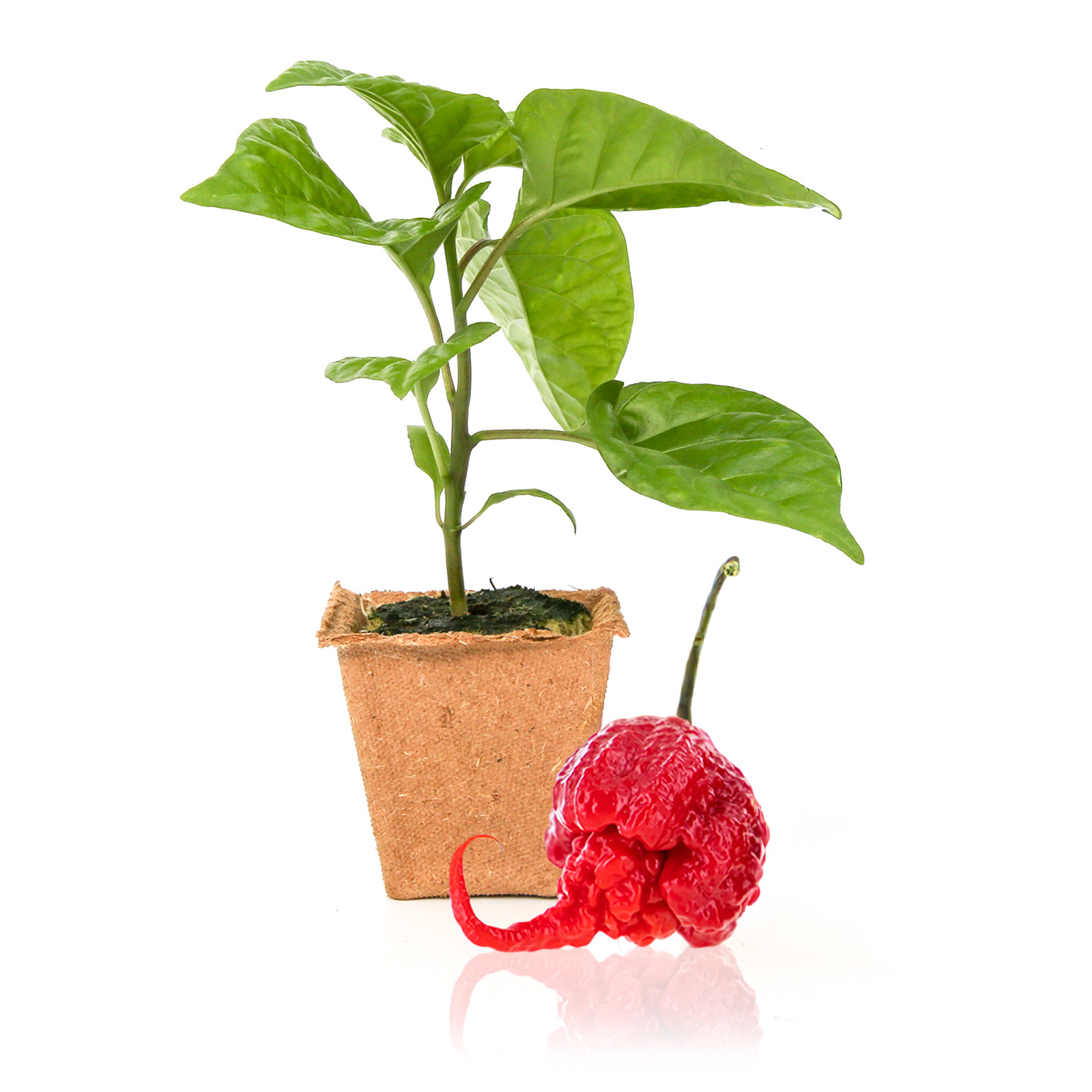 Carolina Reaper Pepper Plants – Pepper Joe's