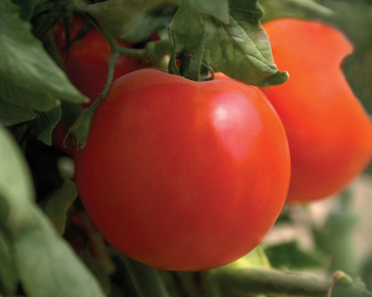 Semillas de tomate híbrido Charger 