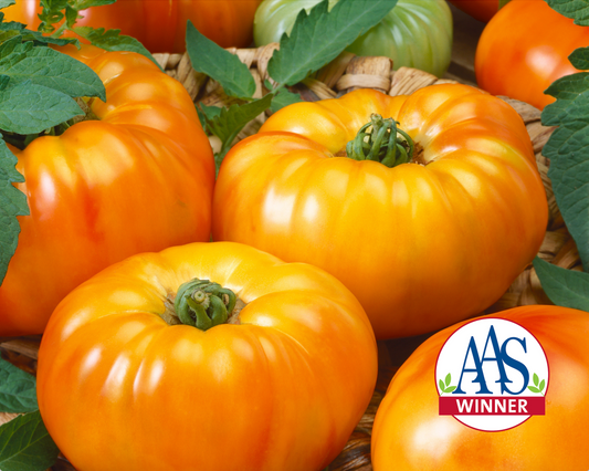Semillas de tomate híbrido bicolor Chef's Choice