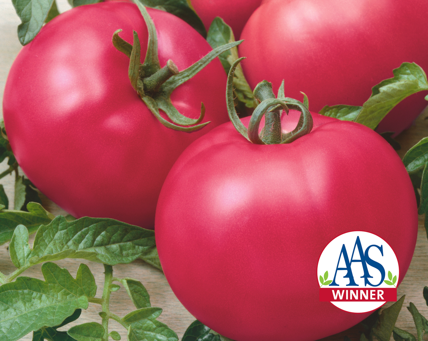 Chef's Choice Pink Hybrid Tomato Seeds