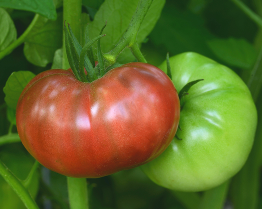 Semillas de tomate híbrido Cherokee Carbon