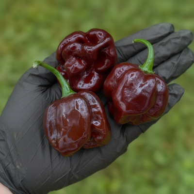 Multiple Chocolate Scotch Bonnet Peppers in a black latex gloved hand used to display pepper seeds for sale. 