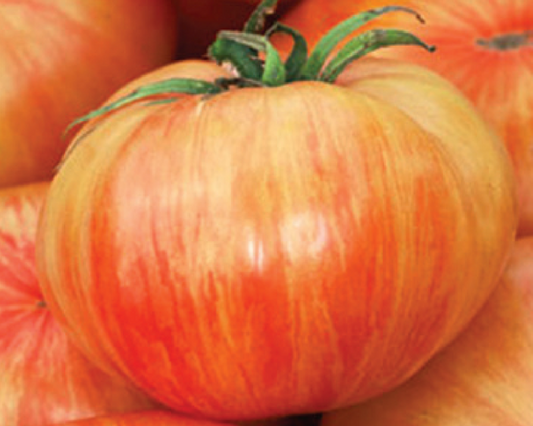 Semillas de tomate Copia