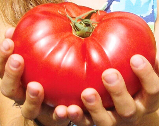 Semillas de tomate híbrido Country Taste