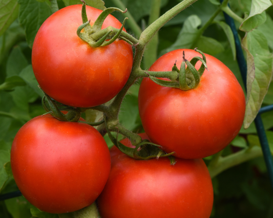 Semillas de tomate híbrido Early Girl 
