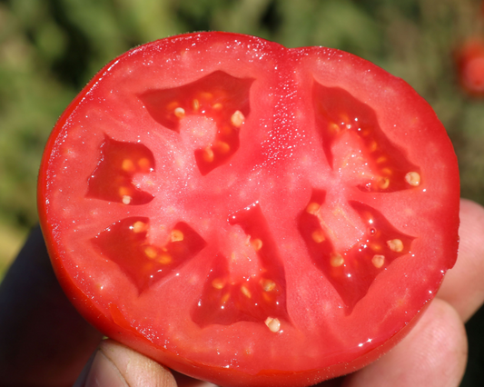 Semillas de tomate híbrido Early Girl Plus