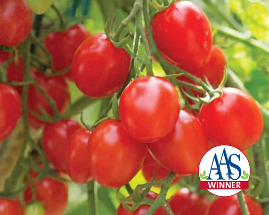 Semillas de tomate híbrido Fantastico