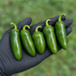 Five green jalapeños in a single-file lineup on a black-gloved palm used to display pepper seeds for sale
