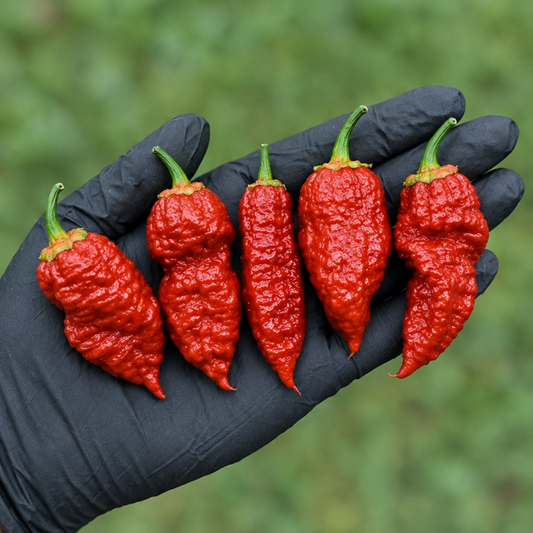 Five Naga Bubblegum 7 Pot peppers in a single-file lineup on a black-gloved palm used to display pepper seeds for sale