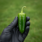 Fooled You Jalapeno Pepper in black latex gloved hand used to display pepper seeds for sale