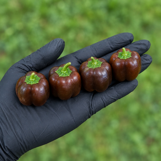 Four Mini Chocolate Bell Peppers lined up across a flat black-gloved hand used to display pepper seeds for sale