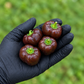 Four Mini Chocolate Bell Peppers in a  black-gloved hand used to display pepper seeds for sale