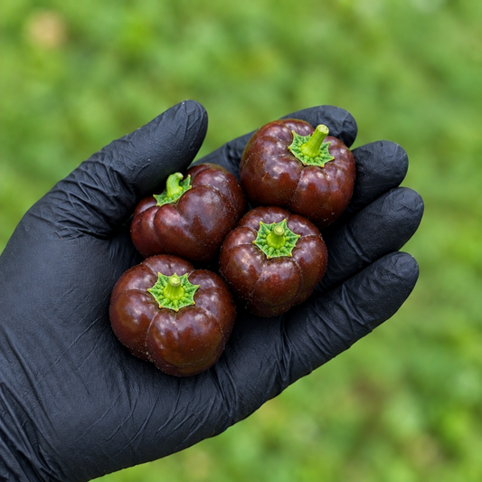 Four Mini Chocolate Bell Peppers in a  black-gloved hand used to display pepper seeds for sale