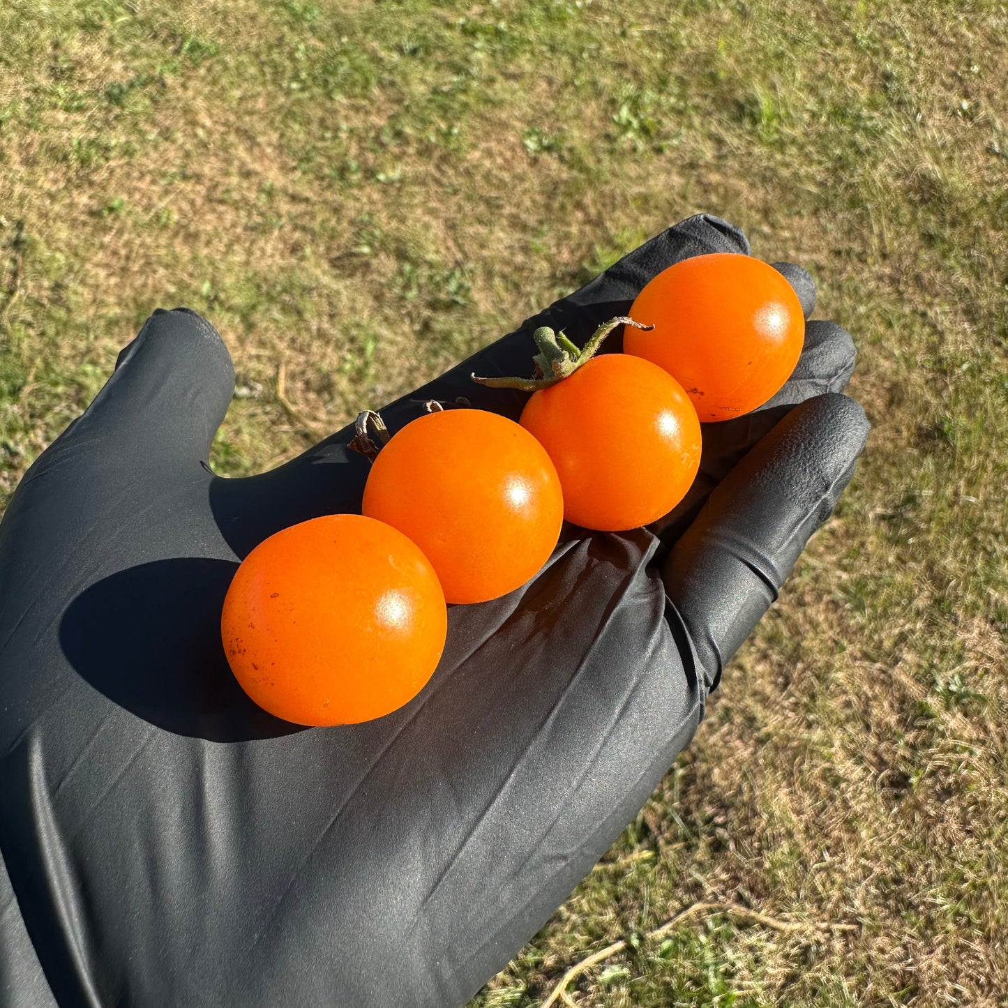 Four Pepper Joe's Sungold cherry tomatoes fully ripened in black gloved hand used to display tomato seeds for sale