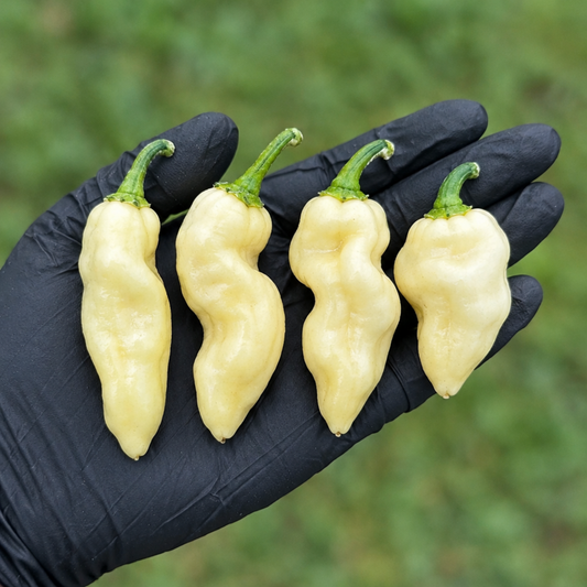 Four White Devil’s Tongue peppers in a single-file lineup on a black-gloved palm used to display pepper seeds for sale