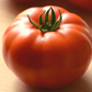 Genuwine Hybrid Tomato Seeds
