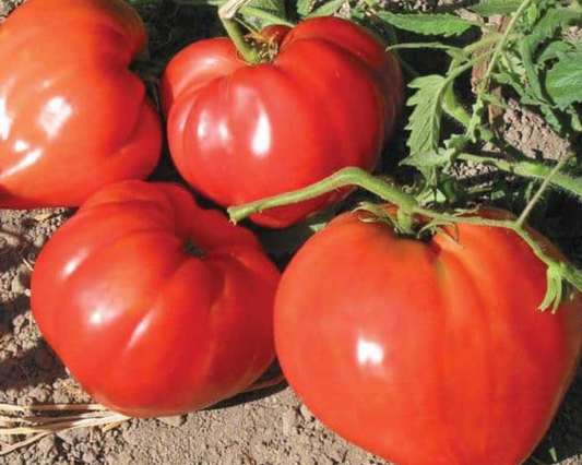 German Red Strawberry Tomato Seeds