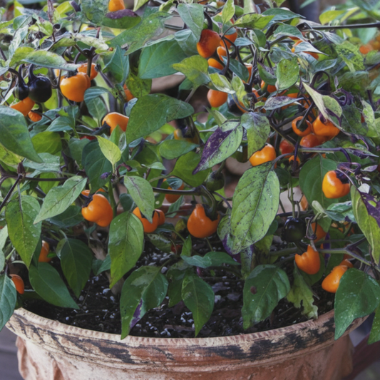 Golden nugget pepper plant in container. Used to display pepper seeds for sale