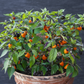 Golden nugget pepper plant in container, used to display pepper seeds for sale