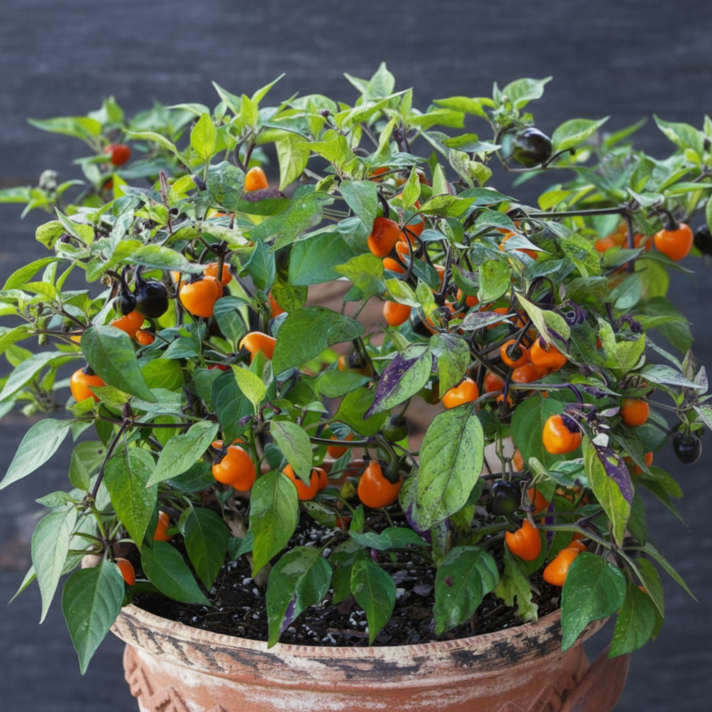 Golden nugget pepper plant in container, used to display pepper seeds for sale
