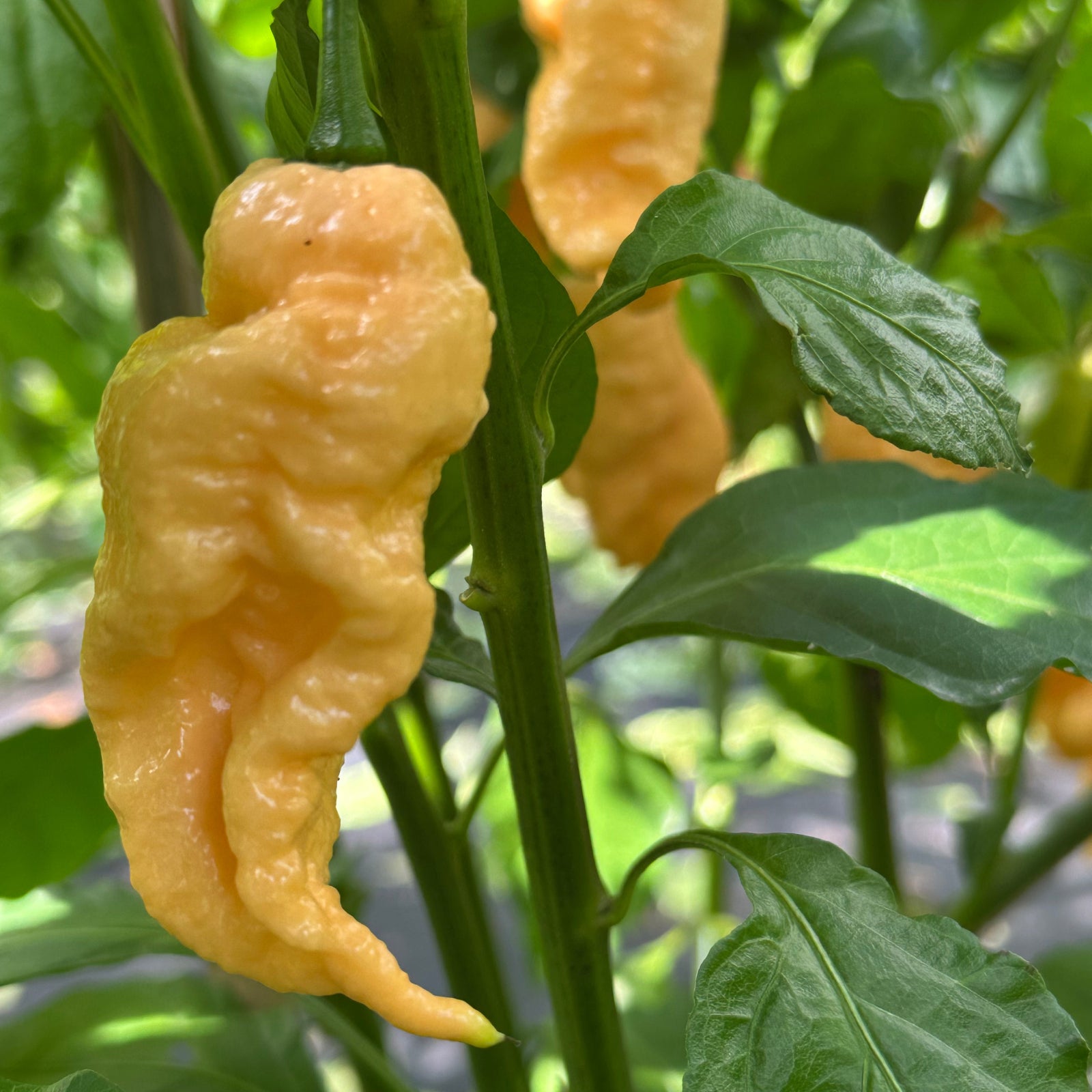 jays peach ghost scorpion pepper with gnarled tail, used to display pepper seeds for sale