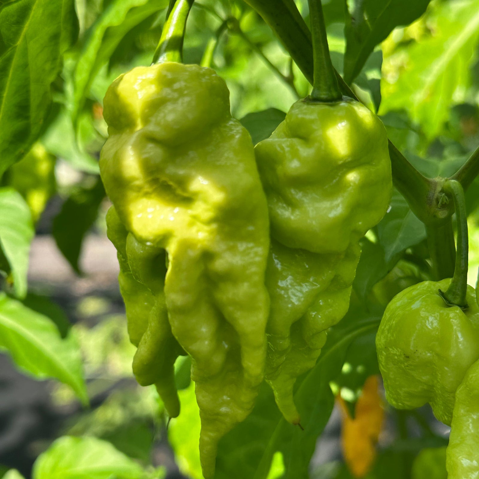 green jays peach ghost peppers on the plant used to display pepper seeds for sale