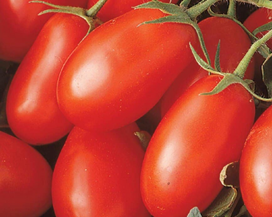 Semillas de tomate híbrido La Roma III 