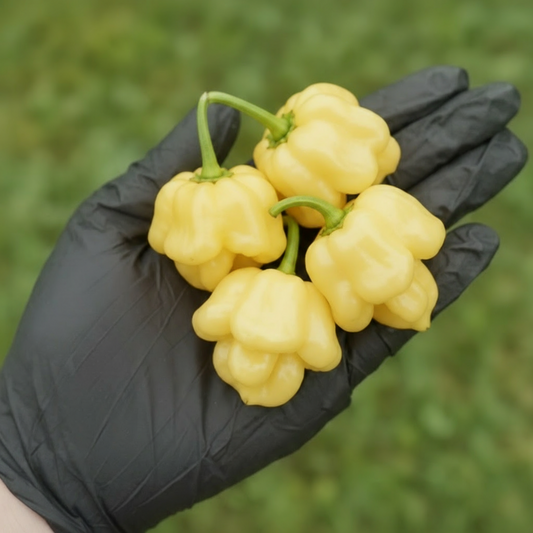 Lemon Starrburst peppers in black gloved hand used to display pepper seeds for sale.