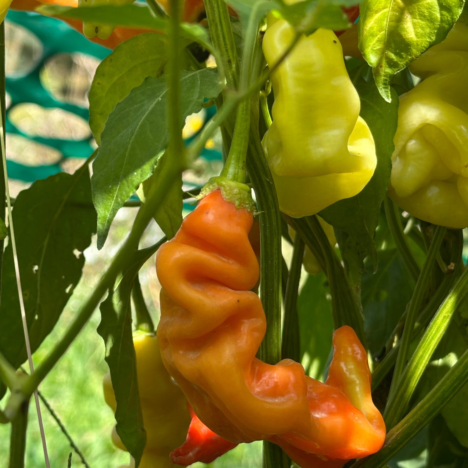 orange and yellow ripeneing sugar rush stripey peppers, used to display pepper seeds for sale
