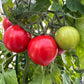 red and green mortgage lifter tomatoes ripening on the plant used to display tomato seeds for sale