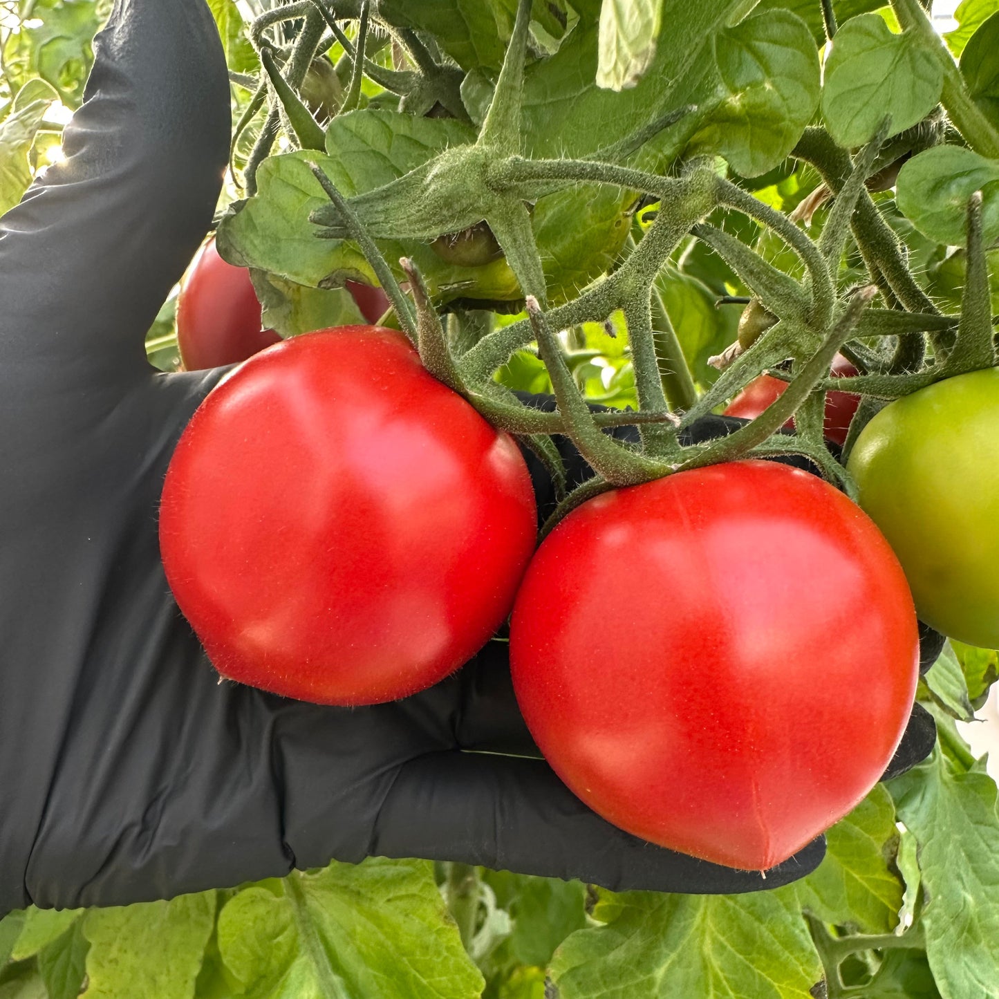 two mortgage lifter tomatoes in a black gloved hand used to display tomato seeds for sale