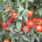 Mountain Merit Hybrid Tomato Seeds