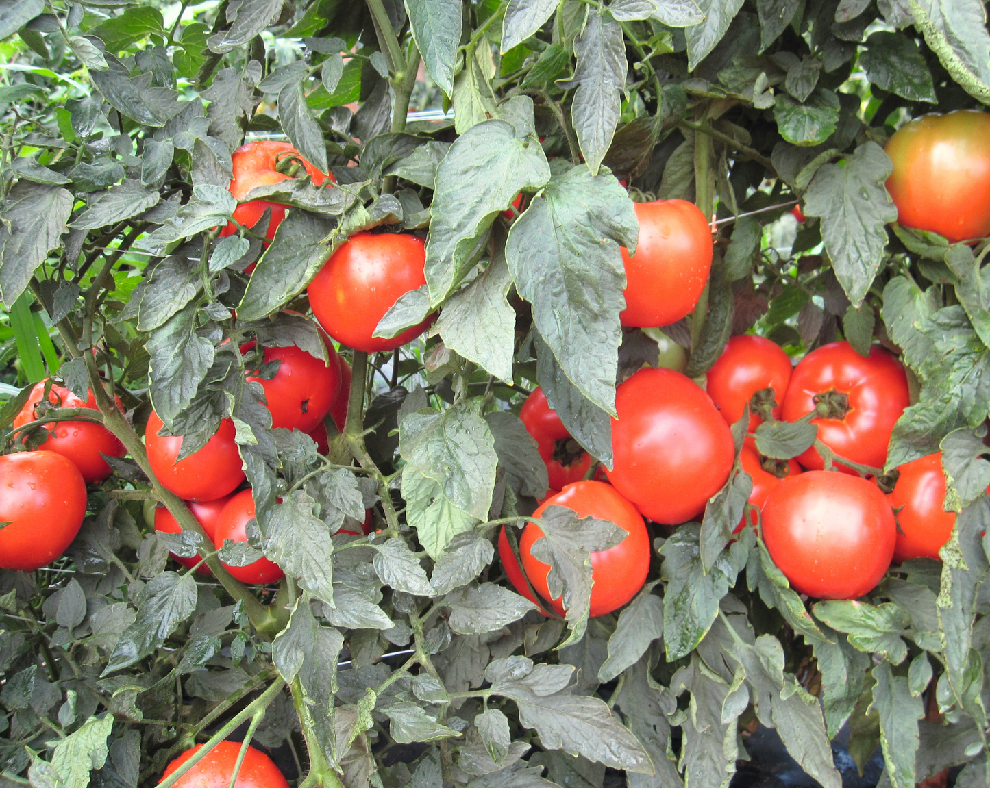 Mountain Merit Hybrid Tomato Seeds