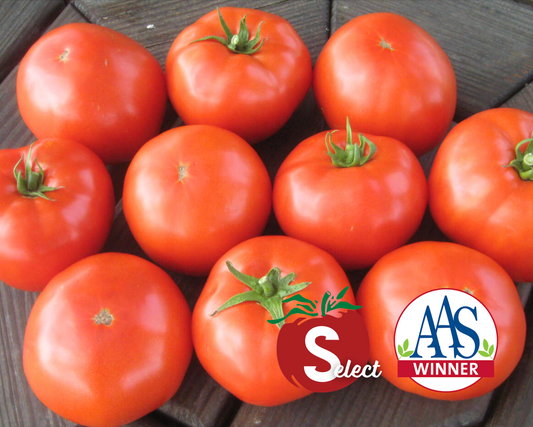 Semillas de tomate híbrido Mountain Merit