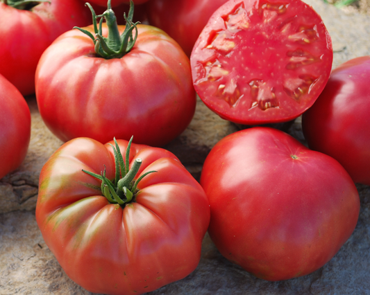 Semillas de tomates italianos de la Sra. Maxwell