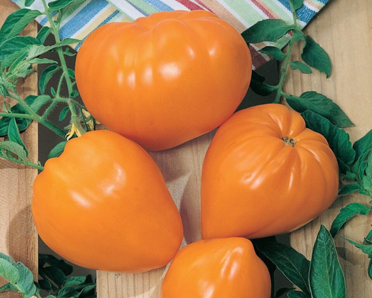 Semillas de tomate fresa naranja